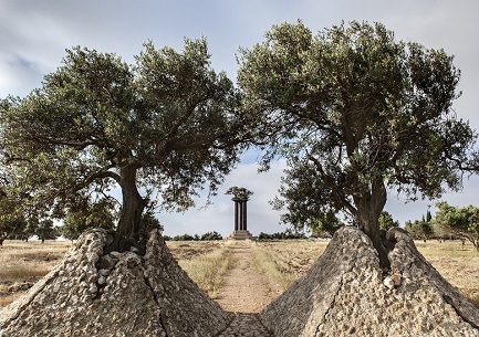 פארק עצי הזית ברמת רחל (צילום עודד סמדר)